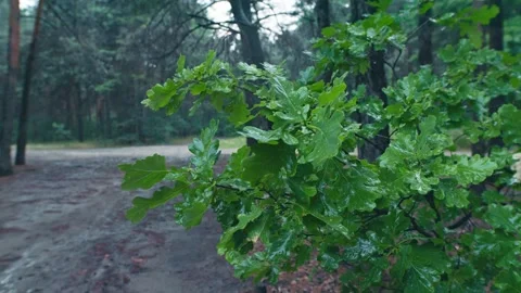 Rain drop storm wet forest weather cloud branch tree puddle Stock Footage 245849372