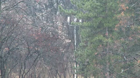 Rain drop on tree 15 Stock Footage 10685825