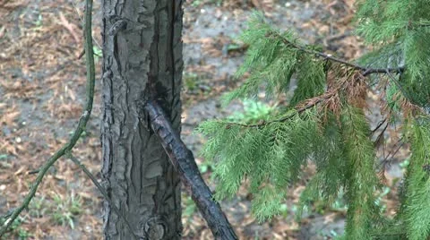 Rain drop on tree 20 Stock Footage 10685816
