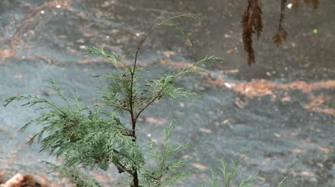 Rain drop on tree 25 Stock Footage 10685805