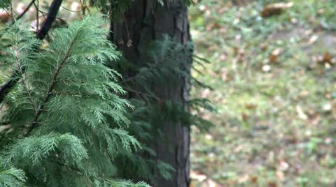 Rain drop on tree 27 Stock Footage 10685799