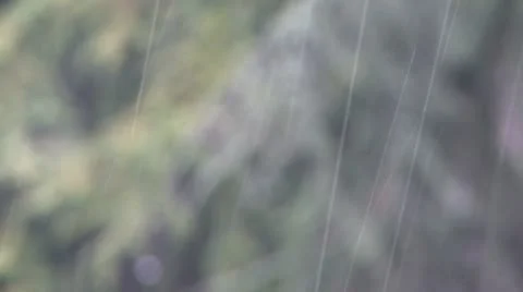 Rain drop on tree 3 Stock Footage 10685849