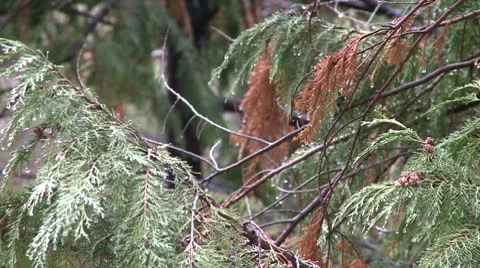 Rain drop on tree 8 Stock Footage 10685838