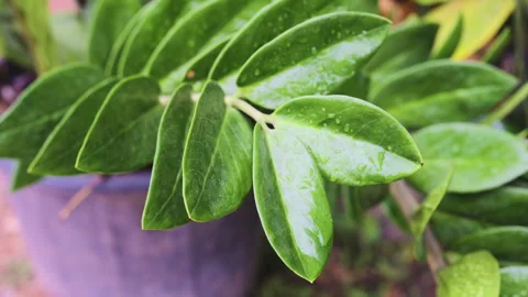 Rain drop on tropical green leaf plant fresh Stock Footage 307665396
