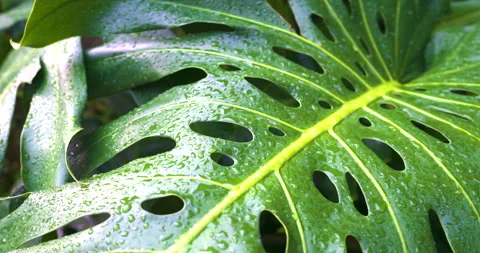Rain drop on tropical green monstera leaf plant fresh Stock Footage 307662559
