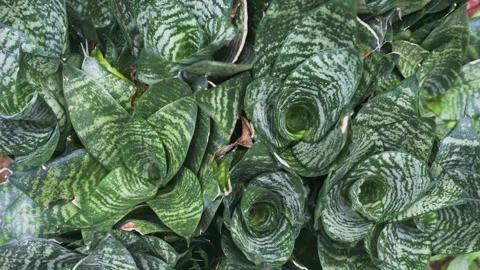 Rain drop on tropical green snake leaf plant fresh Stock Footage 307667487