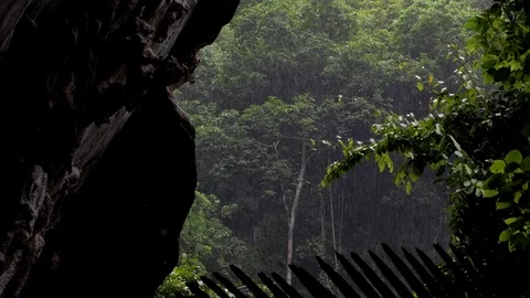 Rain drop at tropical rain forest Stock Footage 83921721