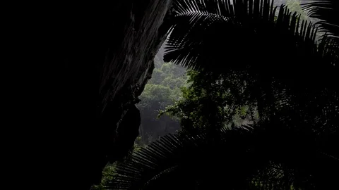Rain drop at tropical rain forest. Stock Footage 83930217