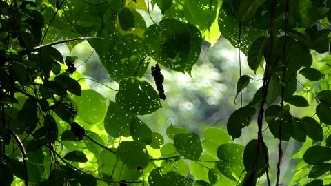 Rain drop at tropical rain forest. Video stock 83939774
