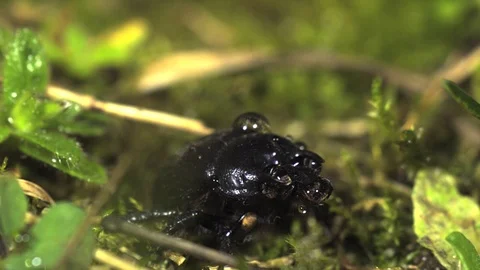 Rain drop on Typhaeus typhoeus minotaur beetle Ultra slow motion hispeed 5000fps Video stock 93380316