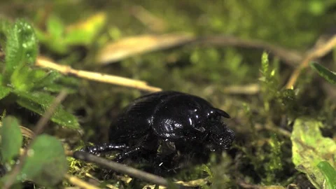 Rain drop on Typhaeus typhoeus minotaur beetle Ultra slow motion hispeed 5000fps Video stock 93380529