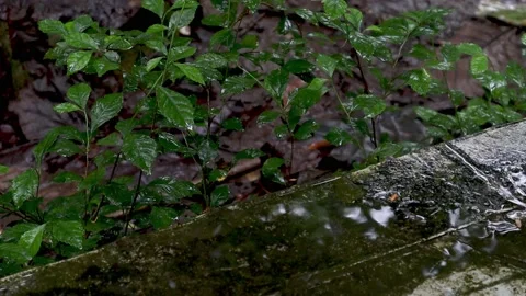 Rain drop in Urban Forest Stock Footage 237354625