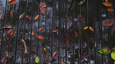 Rain drop on wooden platform with dried leaves. Stock Footage 262701731
