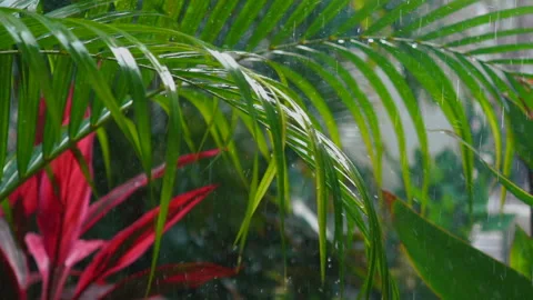 Rain drop on young green and red plant leaf with green nature on background Stock Footage 168485370