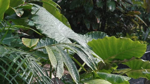 Rain drop on young plant leaf with green nature on background Stock Footage 168485337