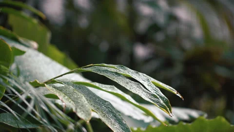 Rain drop on young plant leaf with green nature on background slow-motion Stock Footage 168485557