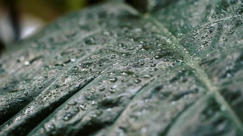 Rain drop on young plant leaf. Stock Footage 168485639