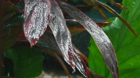 Rain drop on young red plant leaf with green nature on background Stock Footage 168485382