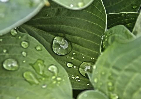 Rain dropds on a leaf Stock Photos