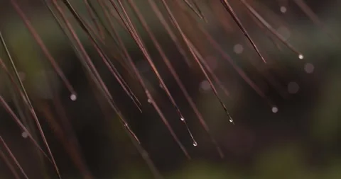 Rain Droplets on Australian Grass Tree Stock Footage 283533175