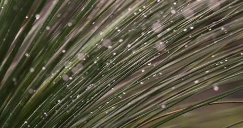 Rain Droplets on Australian Grass Tree Stock Footage 283533264