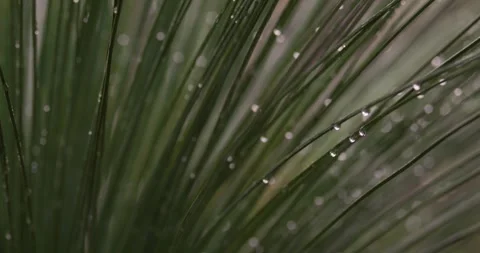 Rain Droplets on Australian Grass Tree Stock Footage 283533293