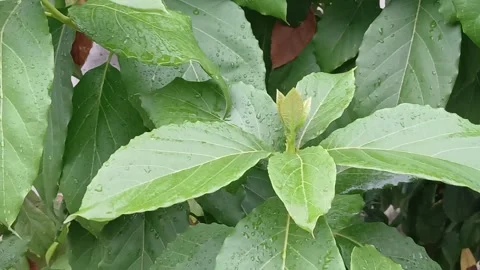 Rain Droplets on Avocado Leaves Macro Shot Stock Footage 329141690