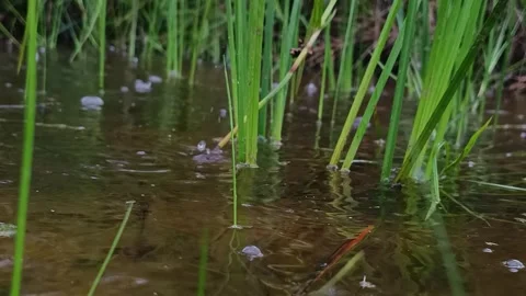 Rain droplets creating bubbles and ripples on a tropical river surrounded by gre Video stock 341116680