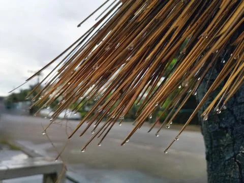 Rain Droplets on End of Coconut Broom Foto stock
