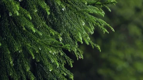 Rain droplets on evergreen pine leaves foliage in lush forest during monsoo.. Stock-Footage 341111523