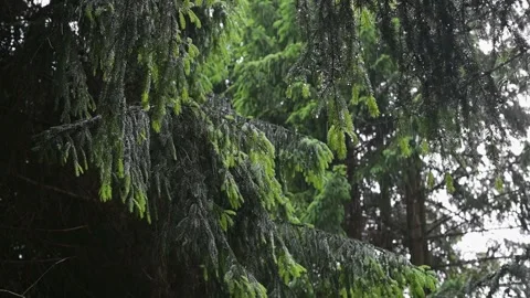 Rain droplets fall gently on green leaves in a forest. The setting shows a mix Stock Footage 339024245