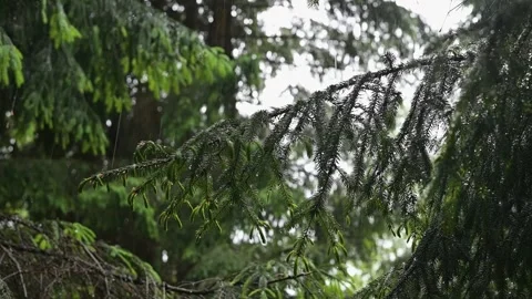 Rain droplets fall on the green leaves of various trees, creating a refreshing Stock Footage 339024233