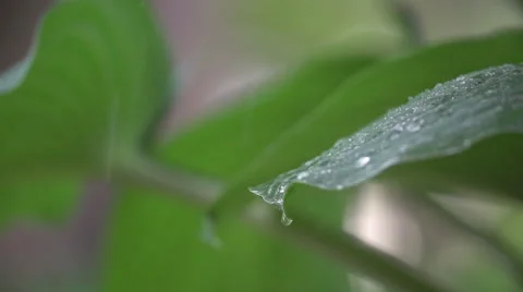 Rain droplets falling off giant leaves 스톡 동영상 50897278