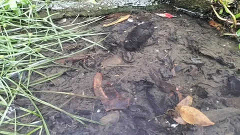 Rain Droplets Falling on Muddy Water - Nature Close-Up Stock Footage 308817242