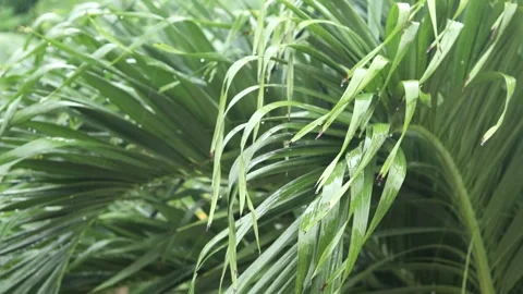 Rain droplets falling on palm tree leaves during tropical rain Stock Footage 245909467