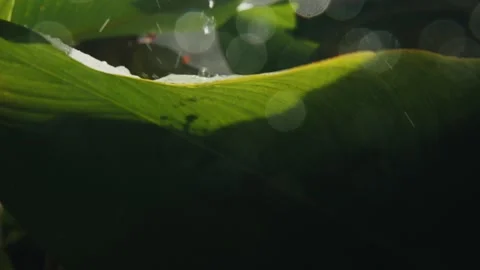Rain droplets falling on a vibrant green leaf Stock Footage 299473665