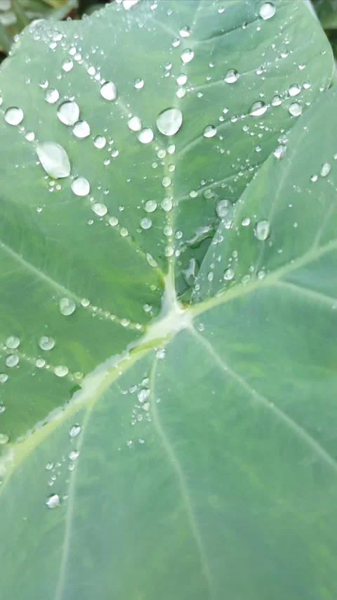 Rain Droplets Falling on Vibrant Green Elephant Ear Leaf. Vídeo Stock 346279629