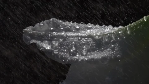 Rain droplets falling on white amaryllis and big heavy water rolling down Видео 92439729
