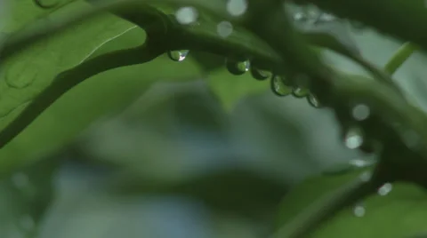 Rain droplets Video stock 28500608