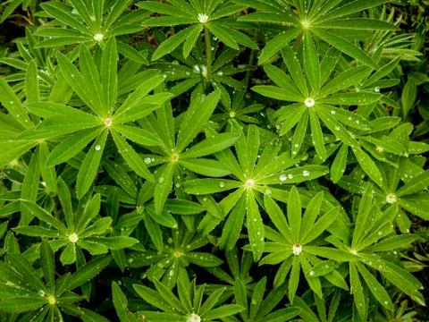 Rain droplets on fresh new spring growth plants Foto stock