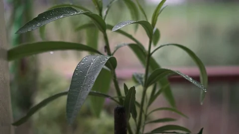 Rain Droplets on Green Leafs, in 4K Stock Footage 91076920