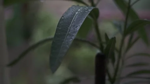 Rain Droplets on green Leafs, Slow Motion video Stock Footage 91076879
