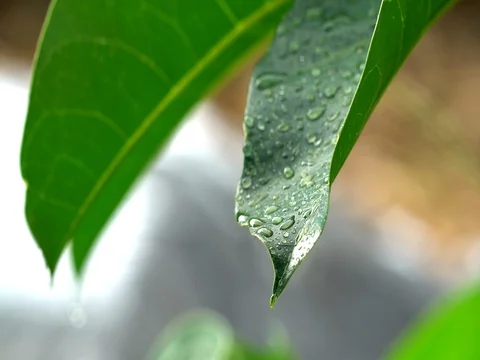 Rain droplets on green leaves Stock Footage 81007793