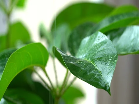 Rain droplets on green leaves Stock Footage 81008746