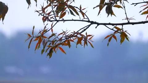 Rain Droplets Hanging from Autumn Tree Branches 스톡 동영상 334774570