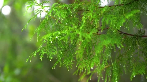 Rain Droplets Hanging From Lush Green Cypress Branches in a Forest Setting Stock Footage 342224199