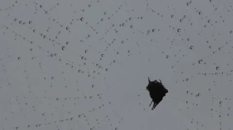 Rain Droplets Highlight Web and Spider Stock Footage 42282574