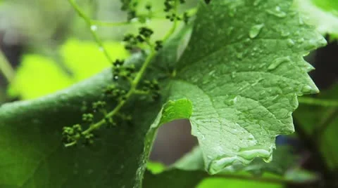 Rain droplets on leaf 2 Stock Footage 11856523
