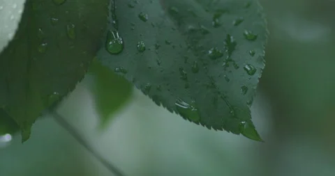 Rain droplets on leaf closeup Stock Footage 212118245