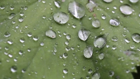 Rain droplets on leaf Stock Footage 8521337